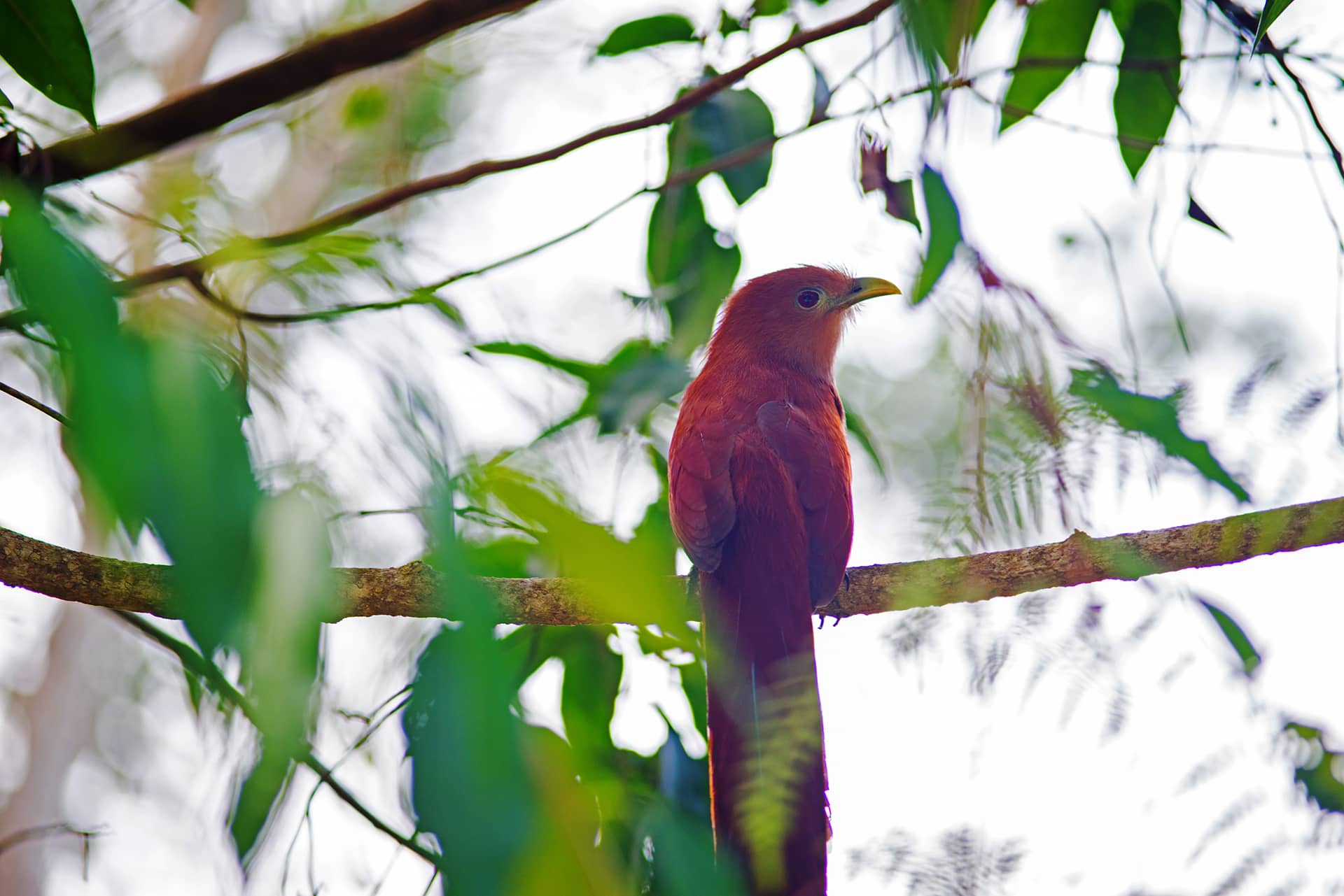 A reddish-brown bird with a long tail is perched on a branch surrounded by green leaves in a forest setting, with sunlight filtering through the foliage—evoking the tranquil beauty often found at resorts in Mexico.
