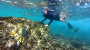 Una persona con equipo de snorkel nada bajo el agua cerca de un arrecife de coral rocoso en un complejo turístico de México, rodeada de peces de colores en aguas cristalinas de color azul.