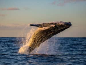 Una ballena jorobada emerge a la superficie del océano cerca de centros turísticos mexicanos, elevándose dramáticamente del agua con salpicaduras por todas partes, bajo un cielo teñido por la suave luz del atardecer.