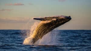 Una ballena emerge a la superficie del océano cerca de los centros turísticos de México, creando un gran chapoteo al atardecer y proyectando un cálido resplandor sobre el agua.