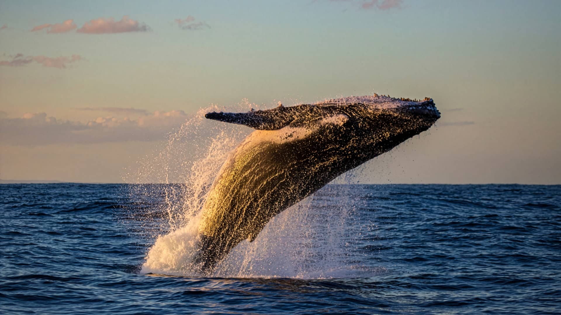 A whale breaches the surface of the ocean near Mexico resorts, creating a large splash as the sun sets and casts a warm glow over the water.
