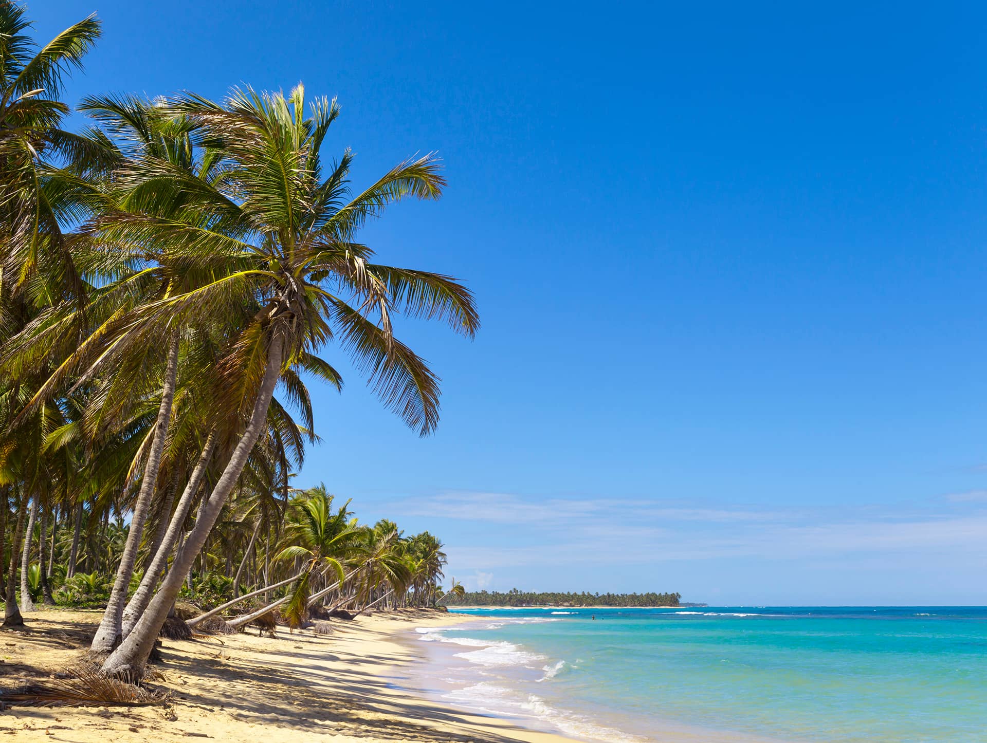 Palm trees on beach, Dominican Republic, The Caribbean